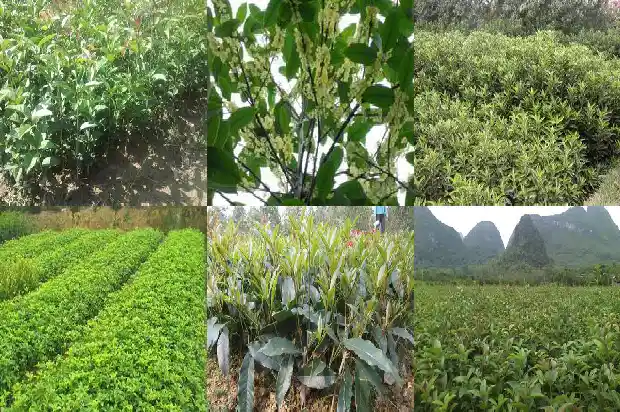 大桂花树叶尖干枯用什么药能治1681440432450