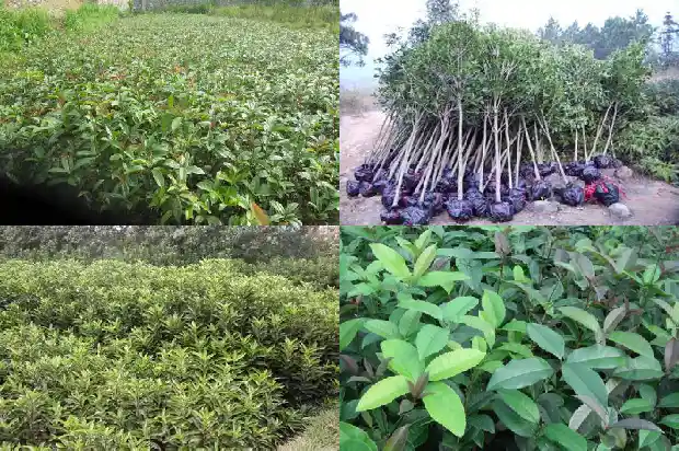 重庆哪里有桂花树卖1689726484888