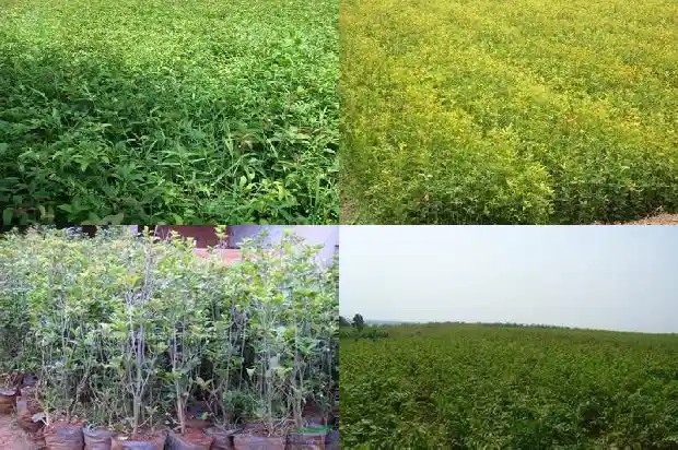 桂花树冻伤后发新芽1681440477016