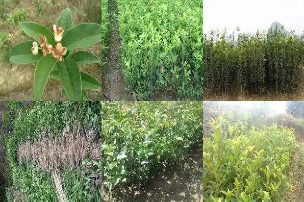 桂花树叶尖干枯怎样治疗好1681440521500