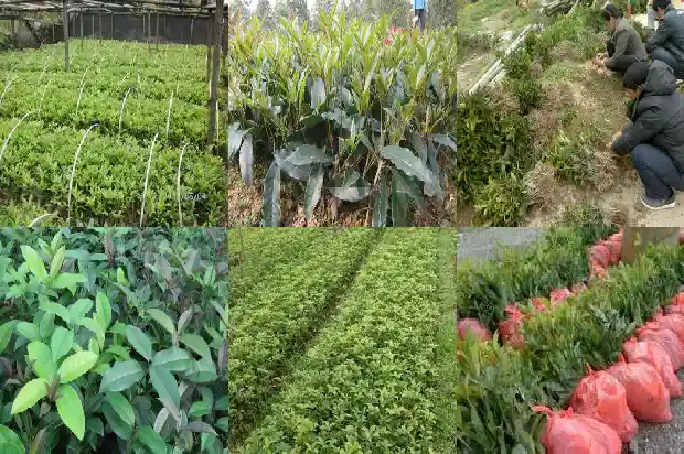 桂花树叶尖干枯怎样治疗好1681440521595