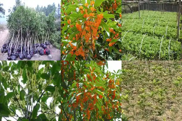 桂花树叶子尖干枯怎么办使用什么药水1681440601628