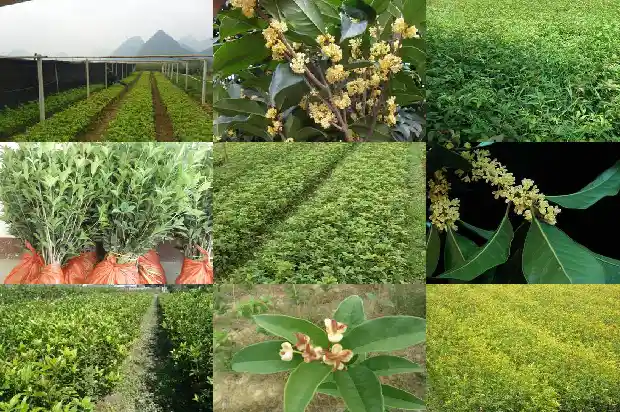 桂花树尖干枯怎么办用什么药1681440682968