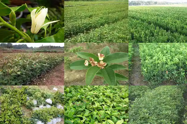 桂花树尖干枯怎么办用什么药1681440683016