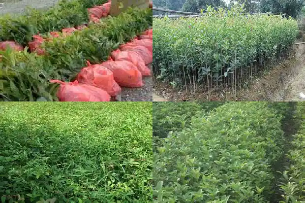 桂花树冬天叶子发黄1681440800410