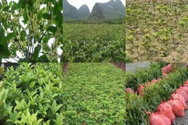 桂花树冬天叶子发黄1681440800457