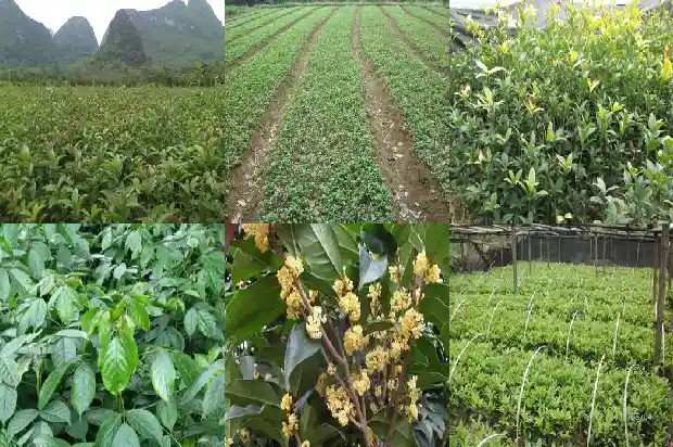 桂花树叶尖枯黄1681440843172