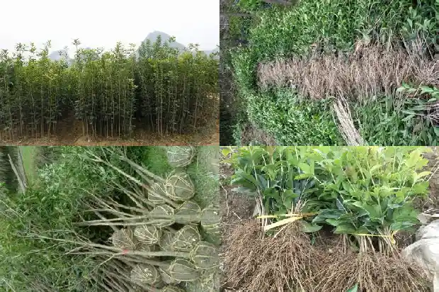 桂花树叶尖枯黄1681440843268