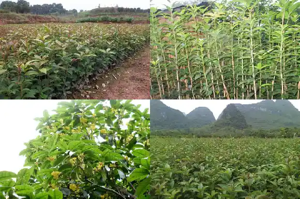桂花树叶尖枯萎是什么原因1681440880907