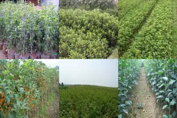 桂花树叶尖枯萎是什么原因1681440880955