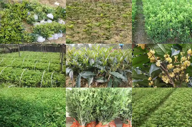 桂花树叶尖枯萎是什么原因1681440881003