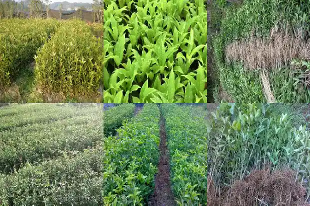 桂花和胎菊一起喝有什么功效1689208597045