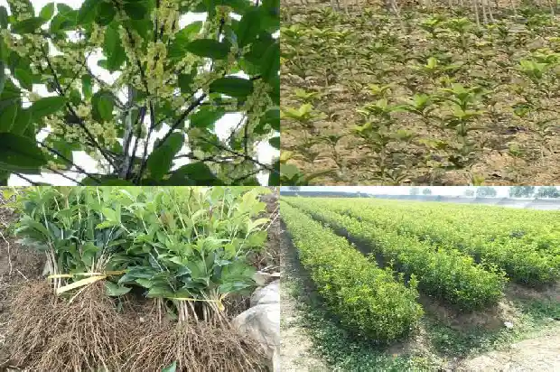 院里为什么不能种桂花树木1690677550223