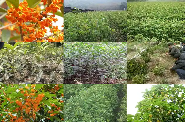 桂花树春季发芽时为什么老叶子发黄1681441207014