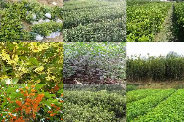 桂花叶子黄了干枯怎么回事啊1681441240048