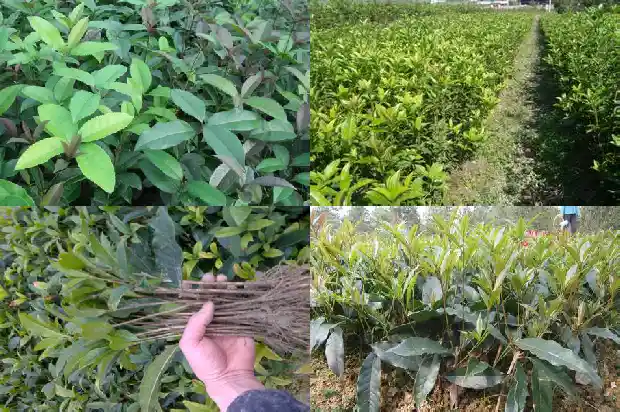 桂花树苗售价多少钱一颗1690590994640