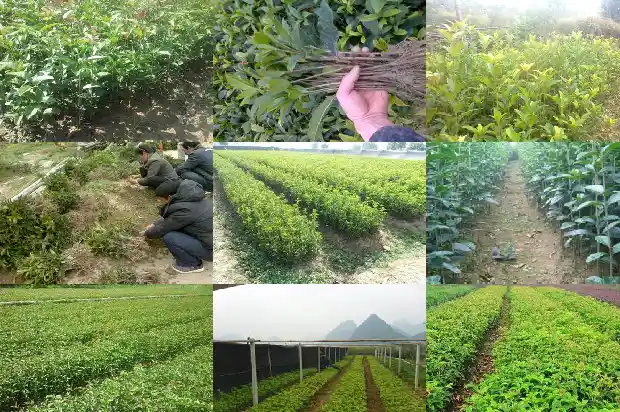 桂花叶子变干黄是什么原因1681441303493
