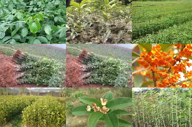 桂花树适合种在院子房前还是屋后呢1689838346615