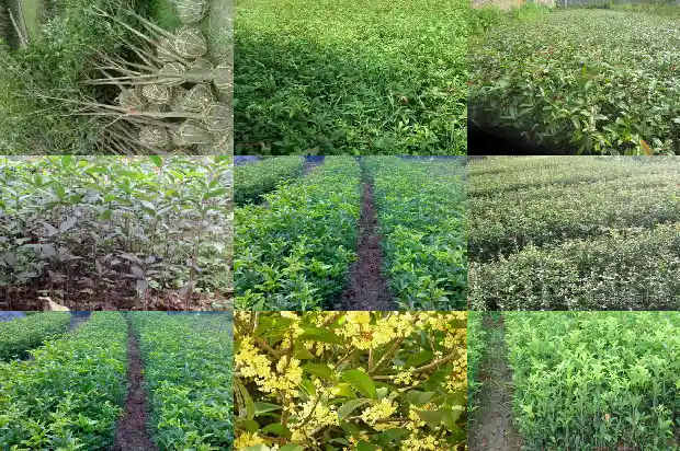桂花树嫩叶尖干黄枯萎怎么办1681441370692