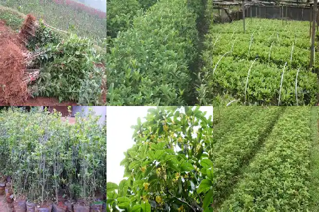 冬天桂花怎么浇水最好1681441473517