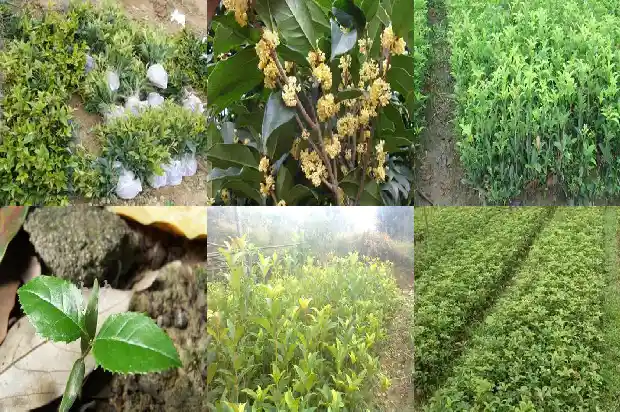 北方盆栽桂花冬天如何浇水1681441541140