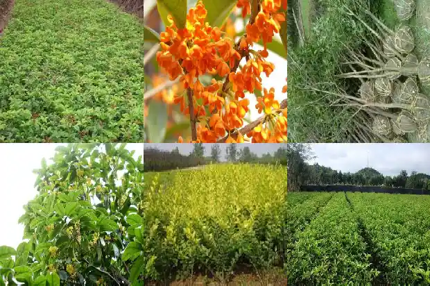 桂花树冬天掉叶子吗?1681441610512