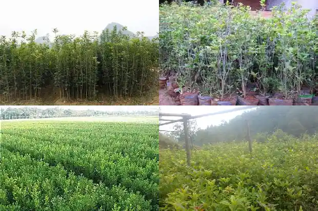 50公分粗的桂花树价格多少钱一棵1689726719837