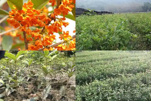 冬季桂花树叶经常掉1681441674103
