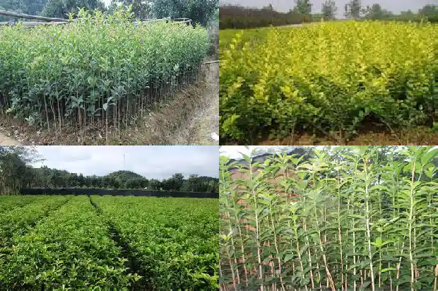 干桂花可以直接泡水喝吗1689035597083