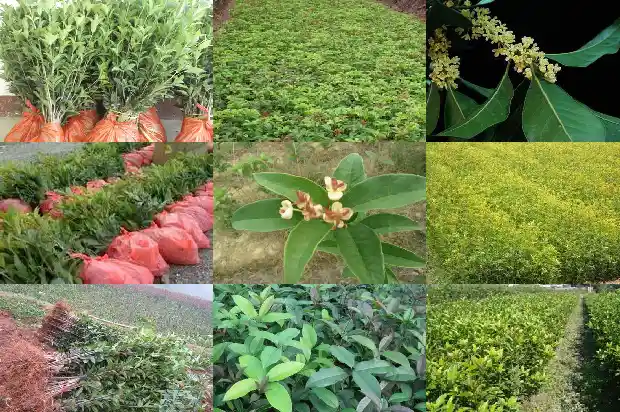 桂花树秋冬季怎样浇水1681441706980