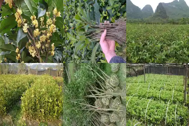 桂花树冬季可以浇水吗1681441738208