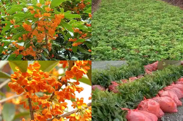 桂花树冬季可以浇水吗1681441738254