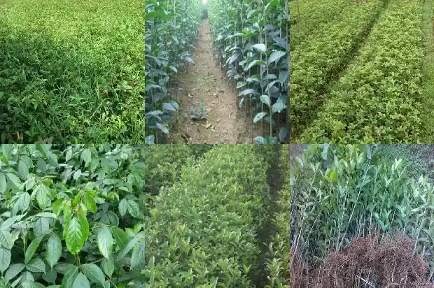 桂花树冬季可以浇水吗1681441738302