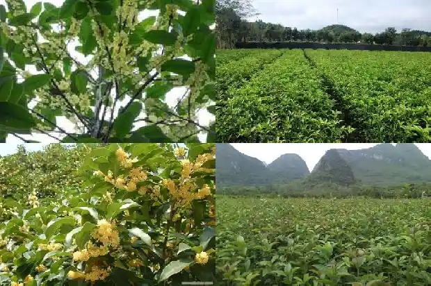 冬天桂花几天浇一次水1681441772842