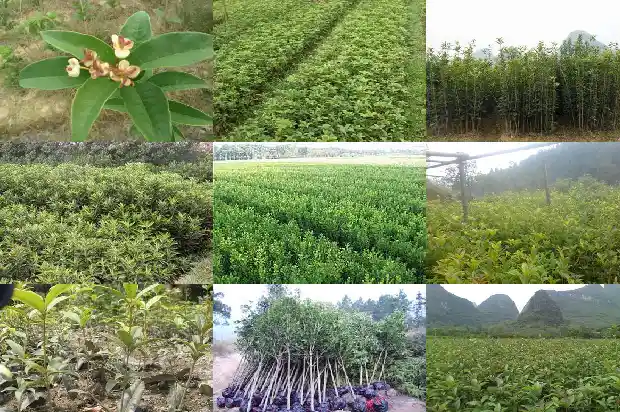 桂花冬天干叶怎么办?1681441809286