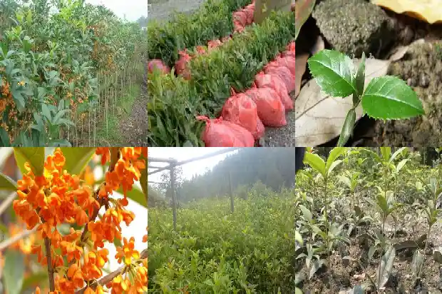 金桂花树价格表大全1689838533467