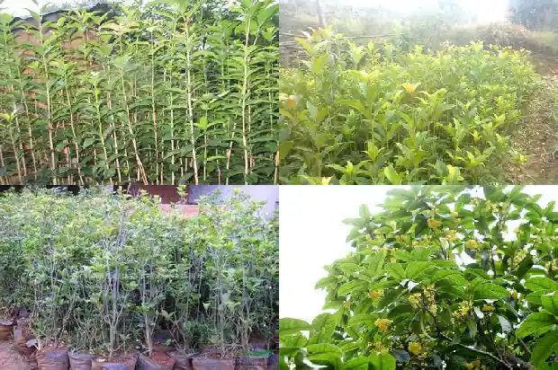 临沂桂花批发基地1690245058916