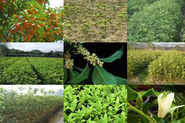 盆栽桂花树用什么肥料最好活1681441950566
