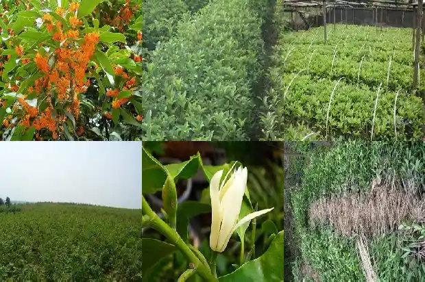 家里阳台可以种桂花树吗?吉祥不?1689726599044