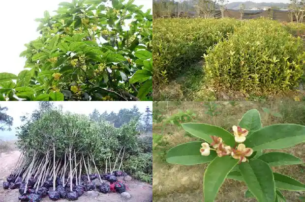 桂花树施草木灰好不好1681442221214