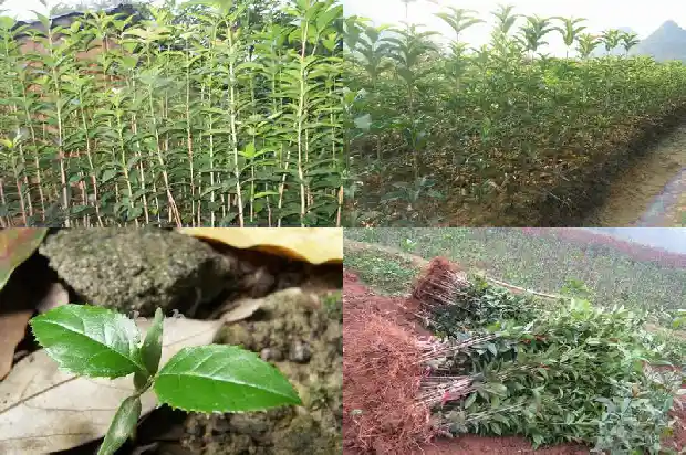 桂花树施草木灰好不好1681442221357