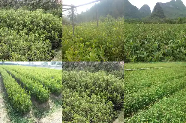 桂花树怎么施肥施什么肥1681442249753