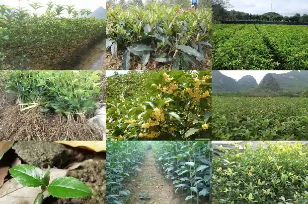 盆栽桂花肥料有哪些1681442280492