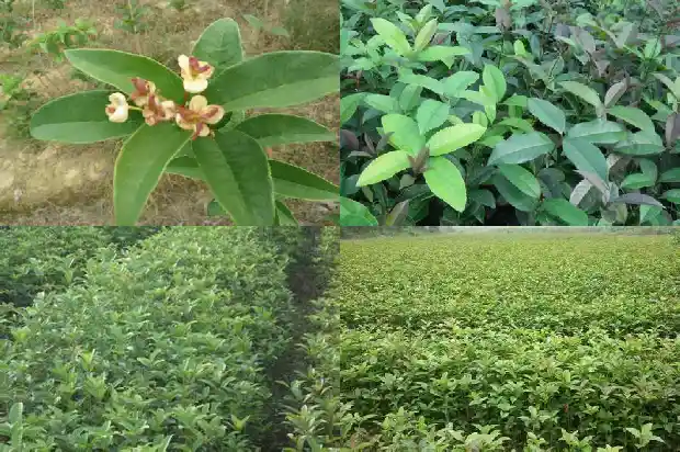 盆栽桂花肥料有哪些1681442280540