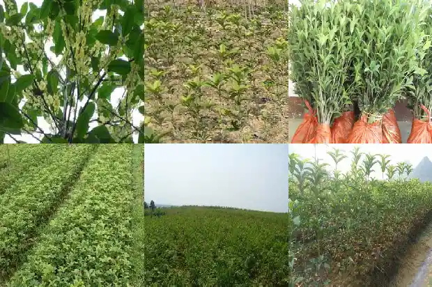 桂花应该用什么肥料1681442316285