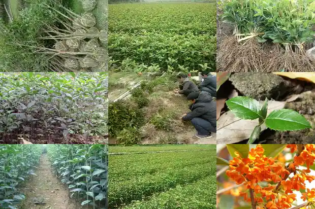 桂花应该用什么肥料1681442316333