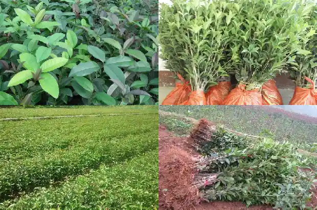 桂花用大豆肥可以吗1681442349054