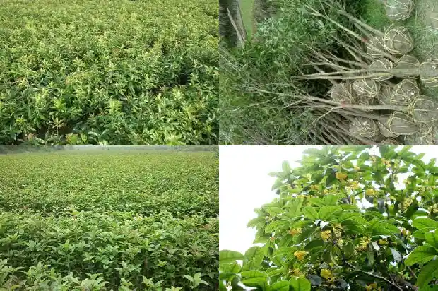 四季桂花用什么肥料最好最旺盛1681442379738