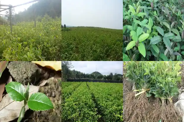 四季桂花用什么肥料最好最旺盛1681442379786