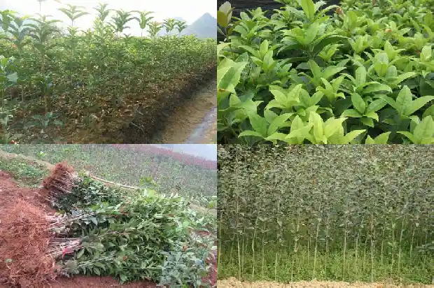 四季桂花用什么肥料最好最旺盛1681442379833